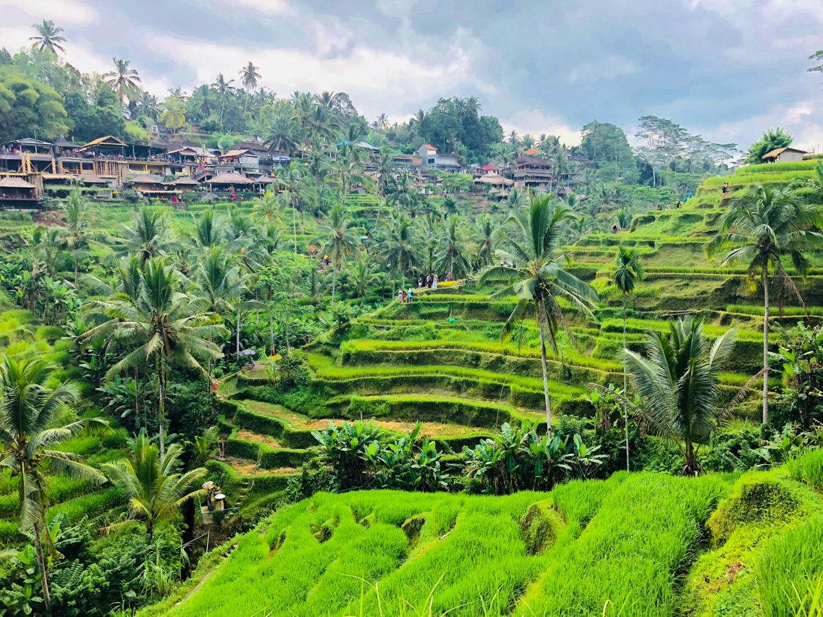 Tegallalang rice terraces morning mist