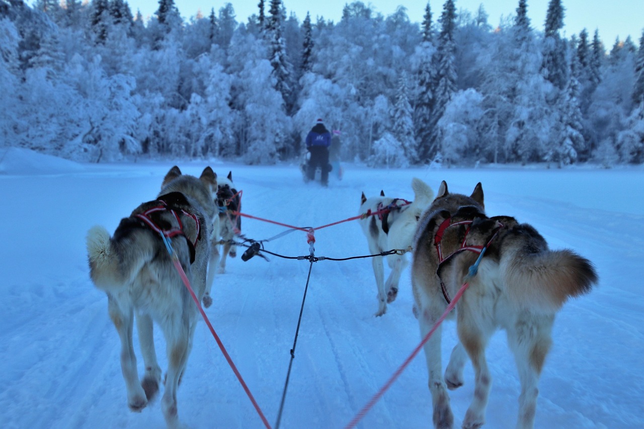 husky sledding snowy forest Lapland winter